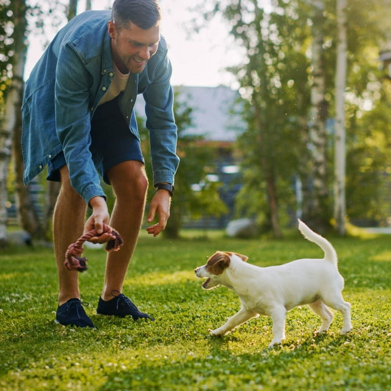 Rachael ray bright puppy online