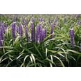thumbnail image 2 of Super Blue Liriope Muscari - 100 Bare Root Plants - Evergreen Ground Cover Grass, 2 of 9