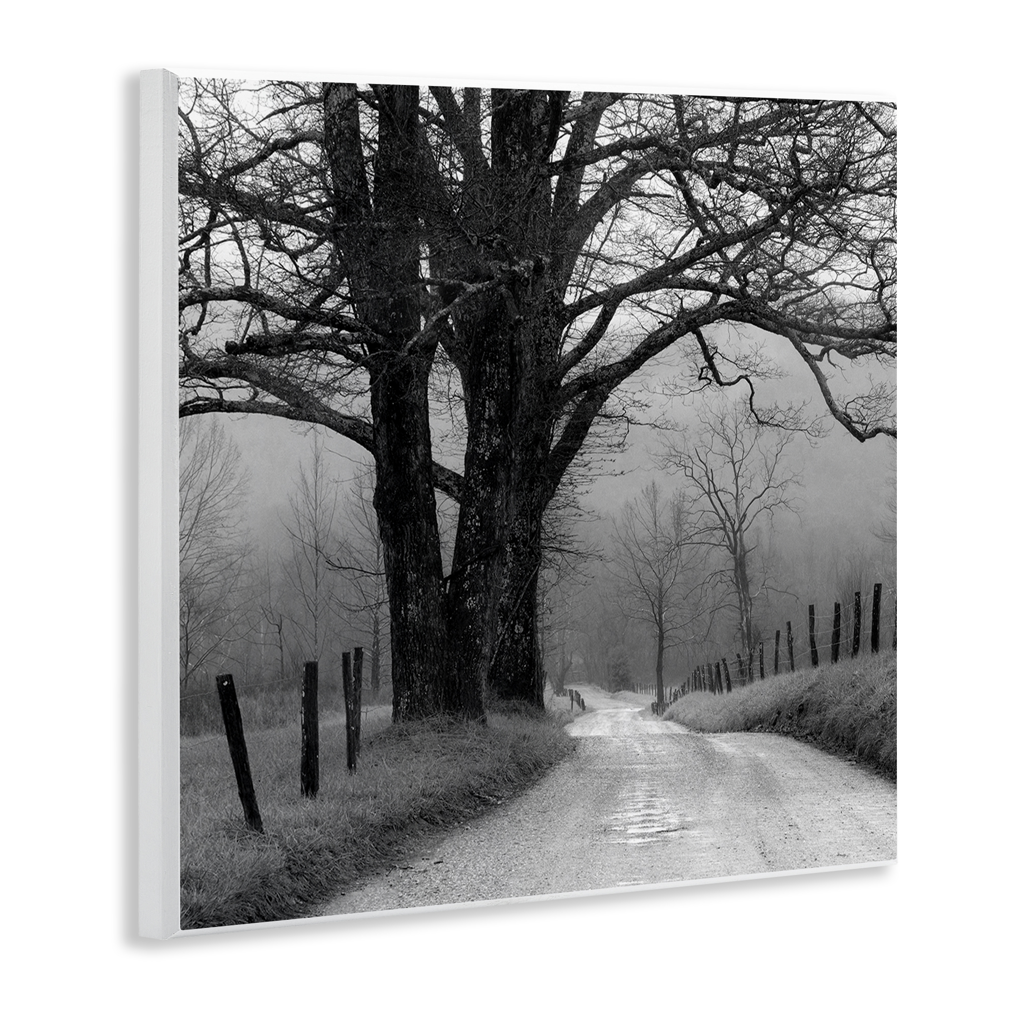 Stupell Industries Lonely Path Toward Trees Landscape & Nature Photography Unframed Art Print Wall Art, 12 x 12