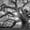 Monochrome Angel Oak Tree, variant on Elephant Stock Monochrome Angel Oak Tree Wall Art - Horizontal Canvas Wall Art - Living Room Wall Decor - Floral And Botanical Canvas - Black And Gray Decor - 12" x 8"