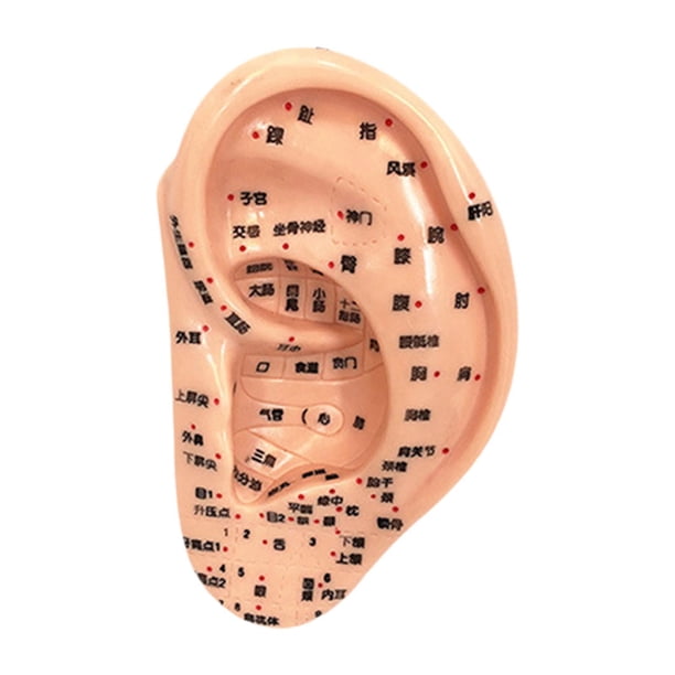 Modelo de acupuntura de oído Reflexología ACUPOINTER Aprendizaje Muestra de estudio multifuncional Accesorios escolares de ACUPOINT ACUPOINT AURICULAR 13 cm