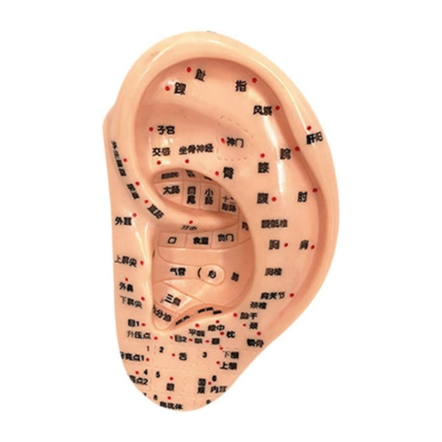 Modelo de acupuntura de oído Reflexología ACUPOINTER Aprendizaje Muestra de estudio multifuncional Accesorios escolares de ACUPOINT ACUPOINT AURICULAR 13 cm