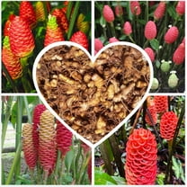 0.5 Pound Hawaiian Awapuhi Shampoo Ginger Rhizomes Pinecone Ginger Red Ginger Lily Bulbs, Grow Indoor or Outdoor