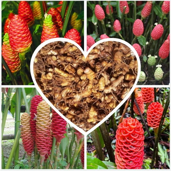 0.5 Pound Hawaiian Awapuhi Shampoo Ginger Rhizomes Pinecone Ginger Red Ginger Lily Bulbs, Grow Indoor or Outdoor