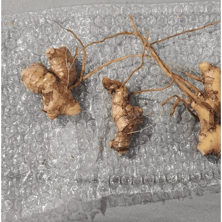5 Awapuhi Shampoo Ginger Rhizomes for Plantings, Zingiber Zerumbet