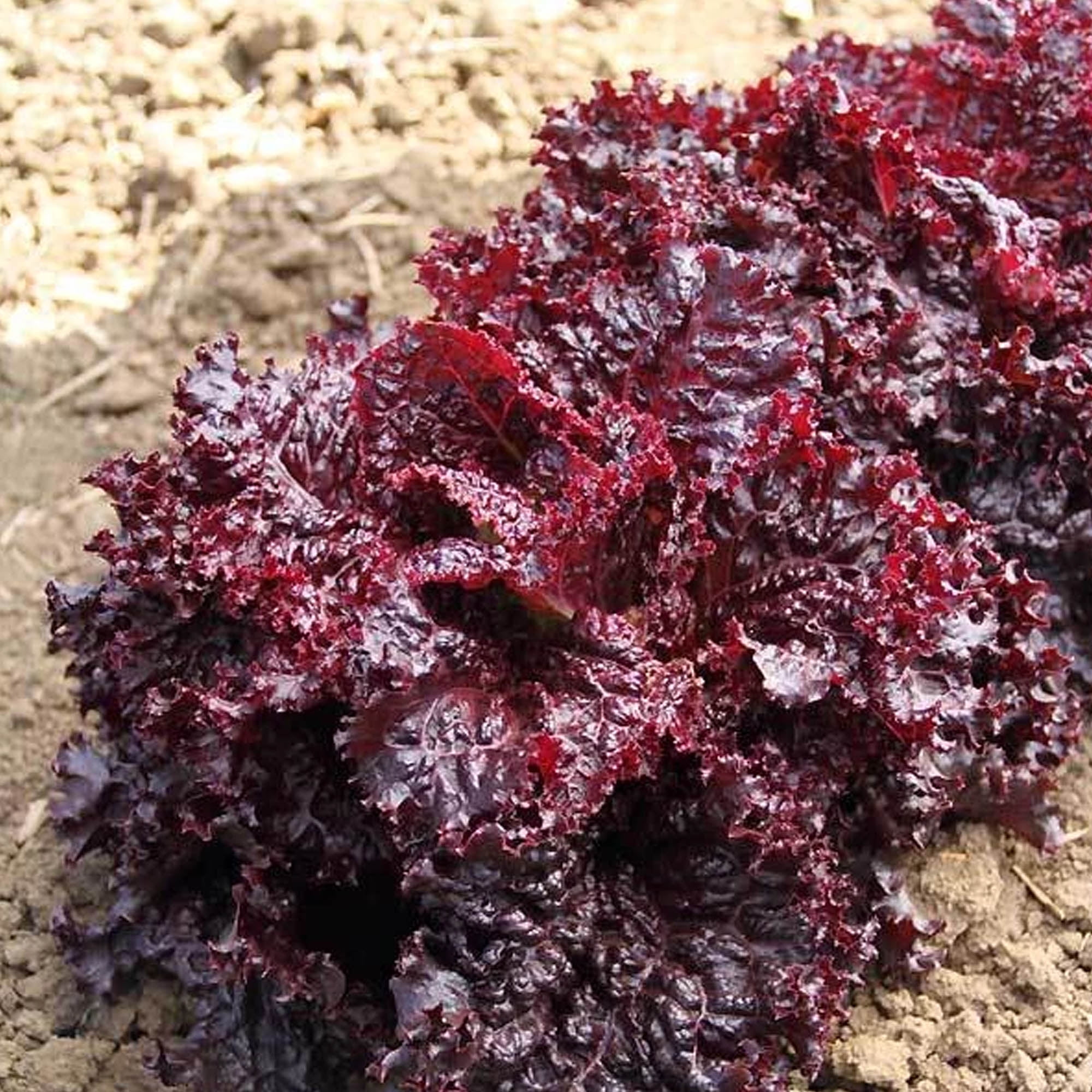 Organic Lolla Rossa Darky Lettuce Seed 1 LB Bulk 400,000 Seeds