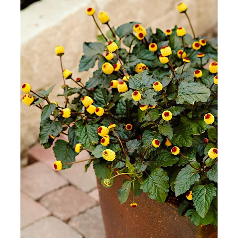 daniella plant Buy Dianella Plant main image 0