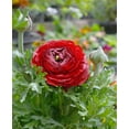 thumbnail image 3 of Red Ranunculus - 10 bulbs, 3 of 3