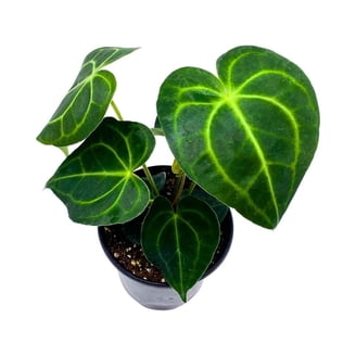 Anthurium Magnificum x Forgetii Seedling, 2" Plant, The Plant Farm -  Walmart.com