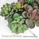 thumbnail image 2 of Planta suculenta artificial, 16 piezas grandes de suculentas artificiales flocadas para decoración floral, 2 of 5