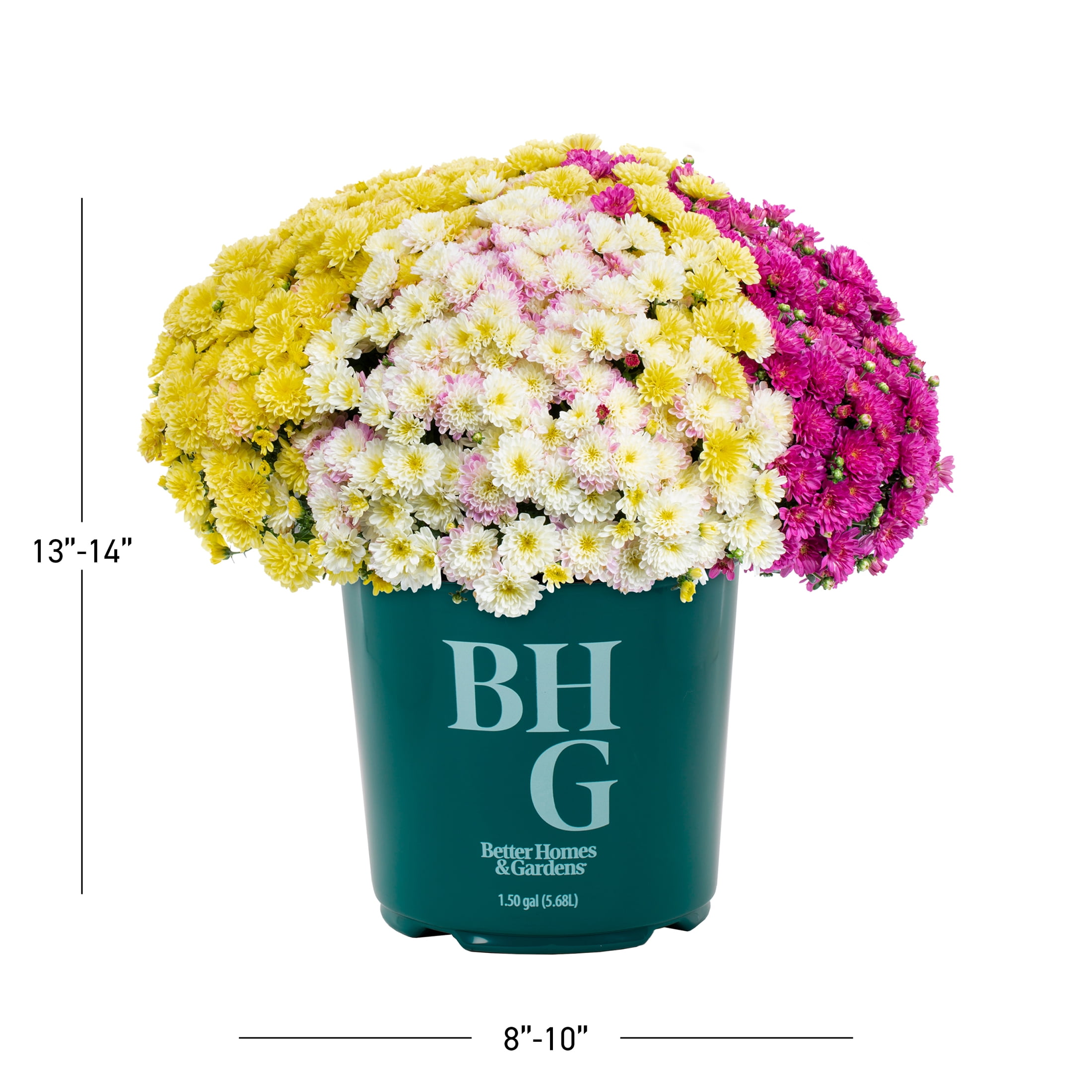 Better Homes & Gardens 14" Purple White Yellow Garden Mum Mixed Live Plant in Decorative Planter