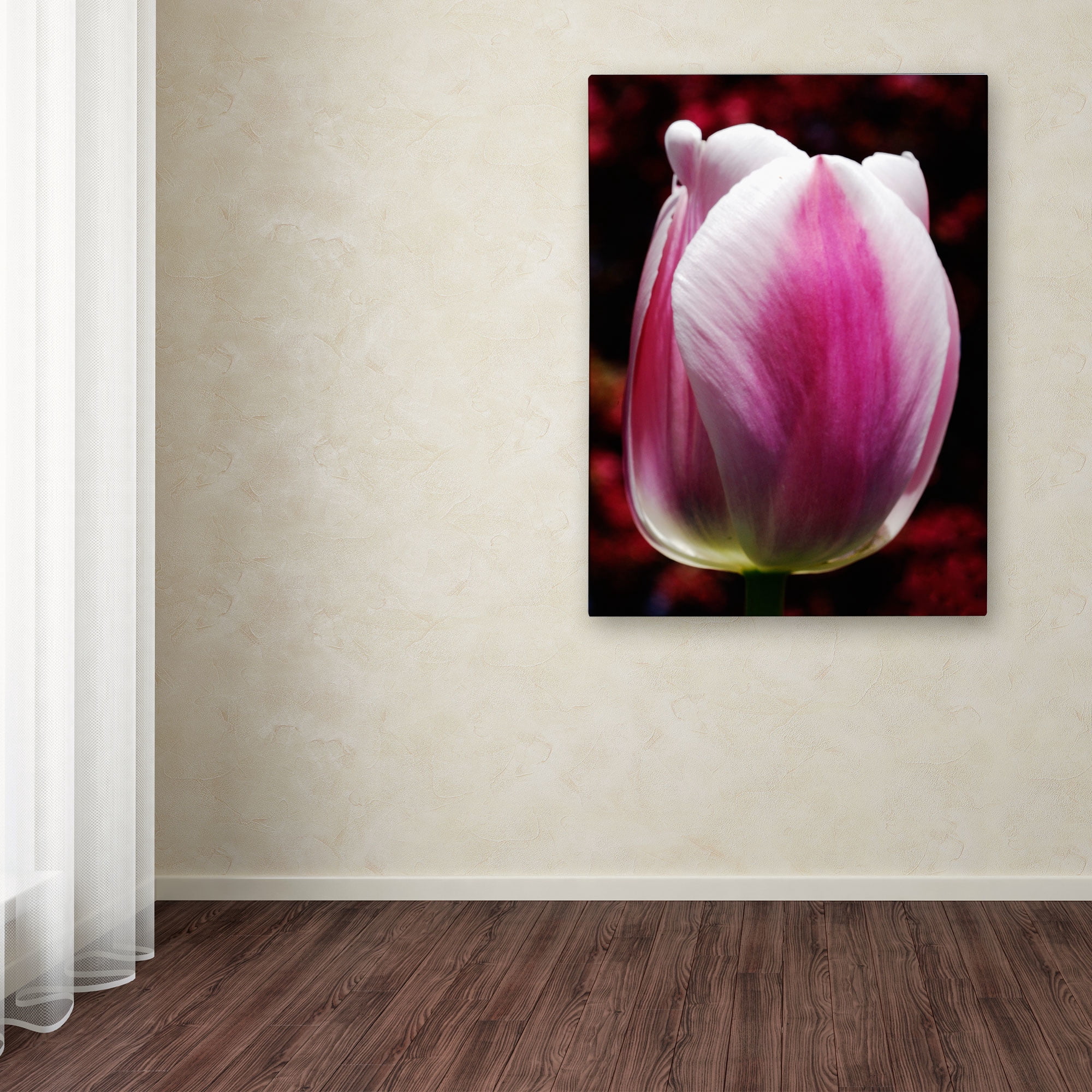 Trademark Fine Art "Perfect Pink and White Tulip" Canvas Wall Art by Kurt Shaffer