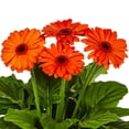 thumbnail image 2 of Better Homes & Gardens 1.5gal Orange Gerbera Daisy Live Annual Plant Sun, 2 of 5