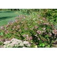 thumbnail image 3 of Abelia Grandiflora Edward Goucher - 30 Live Plants - Flowering Deer Resistant Butterfly Attracting Shrub, 3 of 8