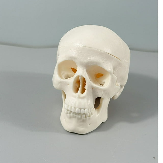 Suncoda Skull, Realistic Skull Model Halloween Display Scientific Crafts Teaching Desk Decoration