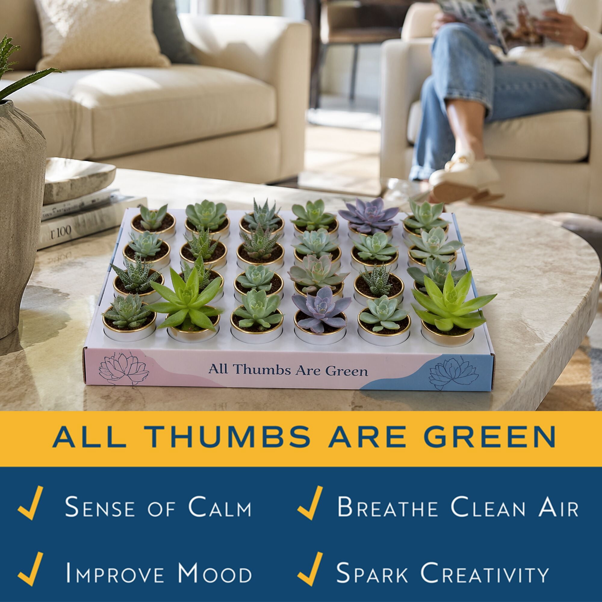 Costa Farms 3" Tall Assorted Succulents, Bright Direct Sunlight, Indoor Live House Plants, 24-Pk