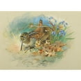 thumbnail image 2 of Archibald Thorburn 18x14 Black Ornate Wood Framed Double Matted Museum Art Print Titled - Woodcock&nbsp;And Young (1934), 2 of 5