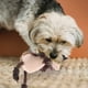 thumbnail image 4 of Crow Forma Perro Squeaky Juguete Mascota Teaser Squeaker Dientes Limpieza Muela de peluche Juguete, 4 of 5
