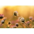 thumbnail image 2 of Podt, Martin 32x23 Gold Ornate Wood Framed with Double Matting Museum Art Print Titled - Daisies, 2 of 4