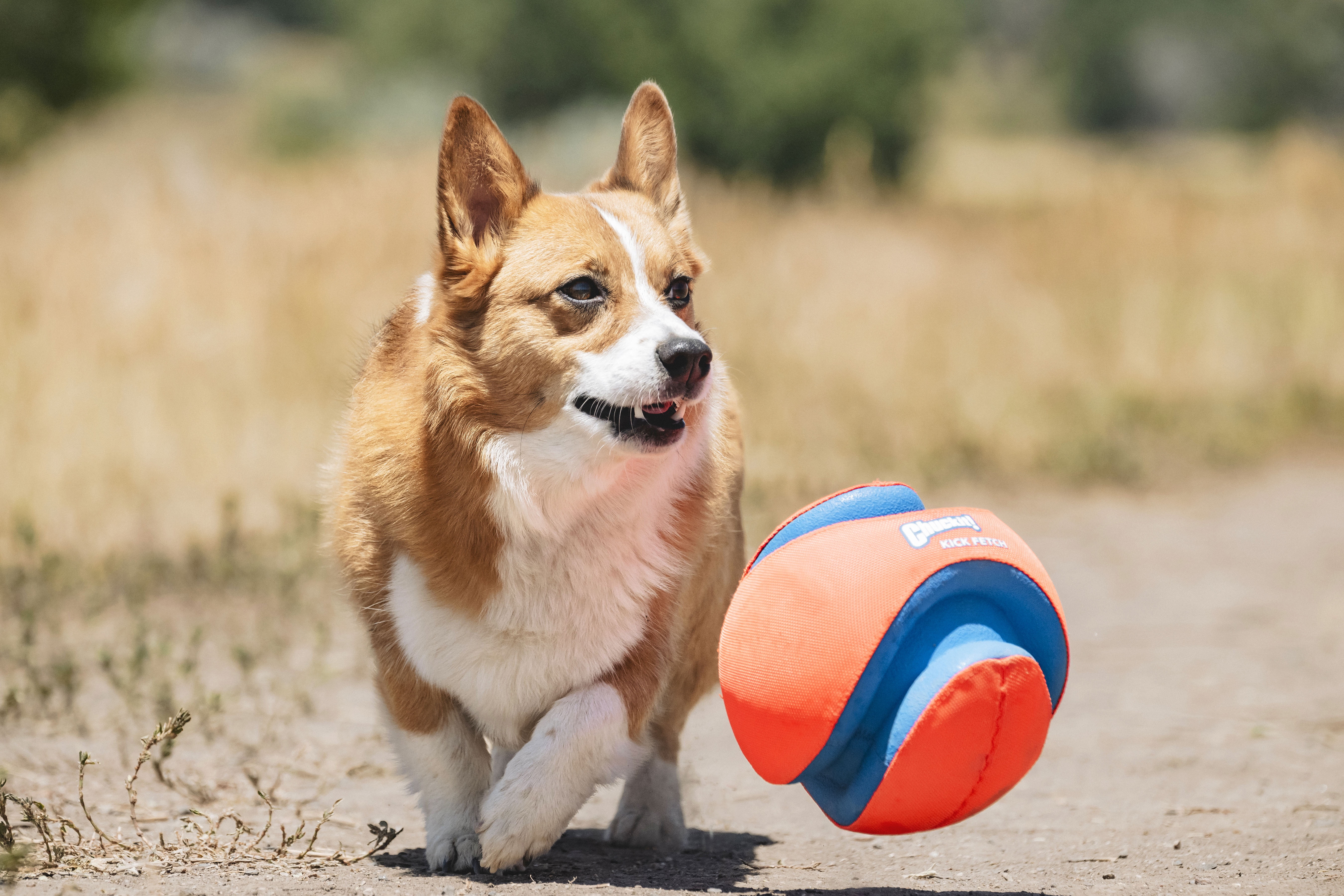 Chuckit! Kick Fetch Rubber Ball Interactive Fetch Dog Toy, Large 8" for Large Dogs 60-100 lb, Orange, Pack of 1