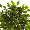 thumbnail image 4 of Arbre Ficus 3 Pieds Résistant aux UV (Intérieur/extérieur), 4 of 4