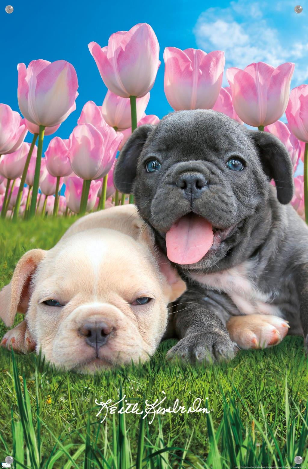 Keith Kimberlin - Bulldog Puppies Wall Poster with Pushpins, 14.725" x 22.375"