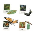 thumbnail image 2 of Figuras de Juguetes Zulema modelo de etapa de crecimiento Juguetes mariposa Juego de crecimiento, 2 of 8
