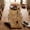 Khaki, variant on Dining Table Runner,Fake Hay,Artificial Thatch Grass Roof,Tiki Bar Hut Thatch Roofing Roll, Waterproof & Fire-Resistant, Palapa Tiki Roof Mat for Patio Pool(Khaki 6ft)