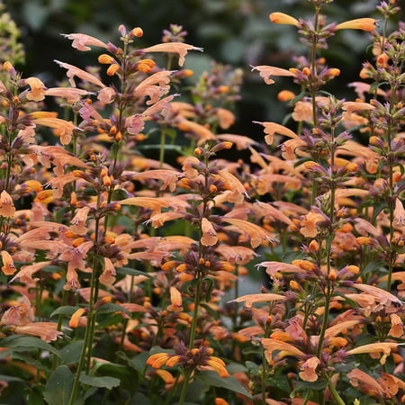 3.25 in. Agastache Mango Tango Live Perennial Plant FullSun (3-Pack)