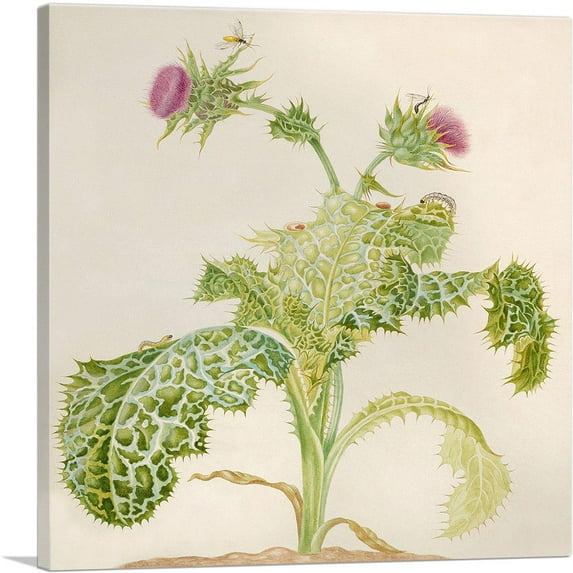 ARTCANVAS Milk Thistle Canvas Art Print by Maria Sibylla Merian - Size: 12" x 12" (1.50" Deep)
