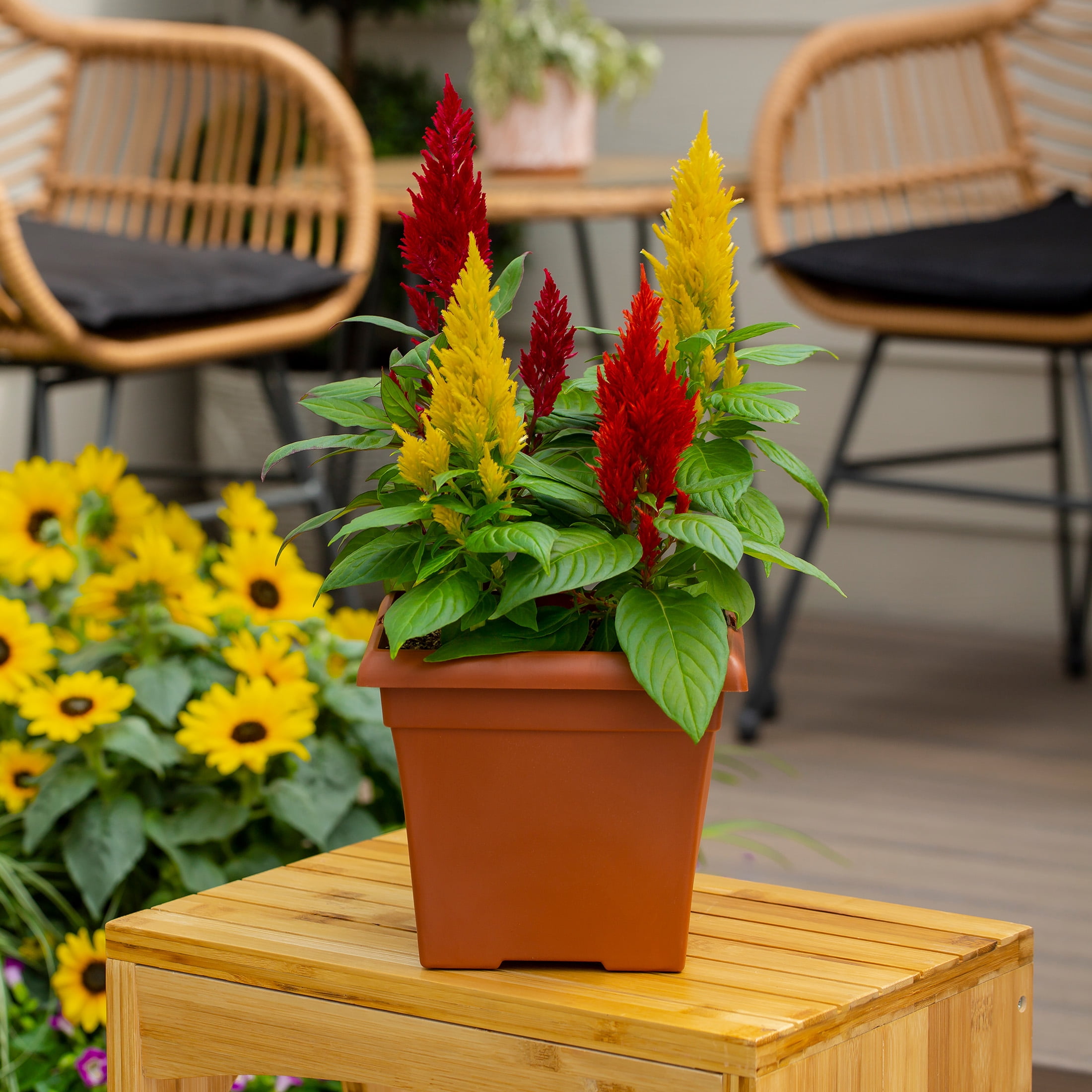 Expert Gardener 1gal Multicolor Celosia Live Annual Plant Decorative Pot Sun
