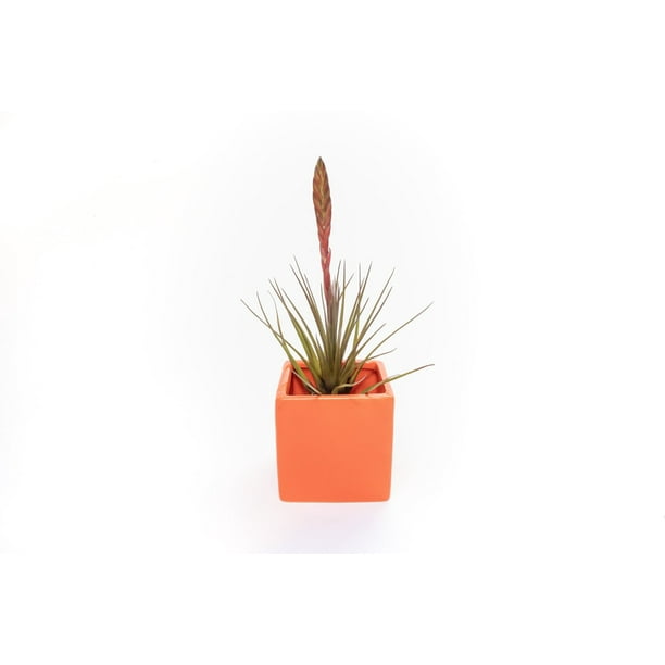 Air Plant Shop Single Color Cubes Custom Color with Custom Air Plant Wholesale and Bulk