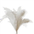 thumbnail image 2 of White Pampas Grass - 50 Pampas Stems of  Pampas Grass for Wedding, Home, and Event Decor - Dried Pampas Grass, 2 of 7