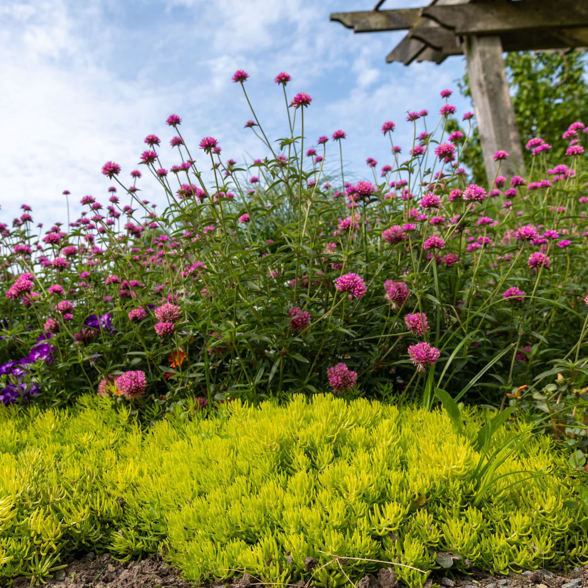Proven Winners 4" Truffula Pink Globe Amaranth Live Plant in 4.25" Pot (4 Count)