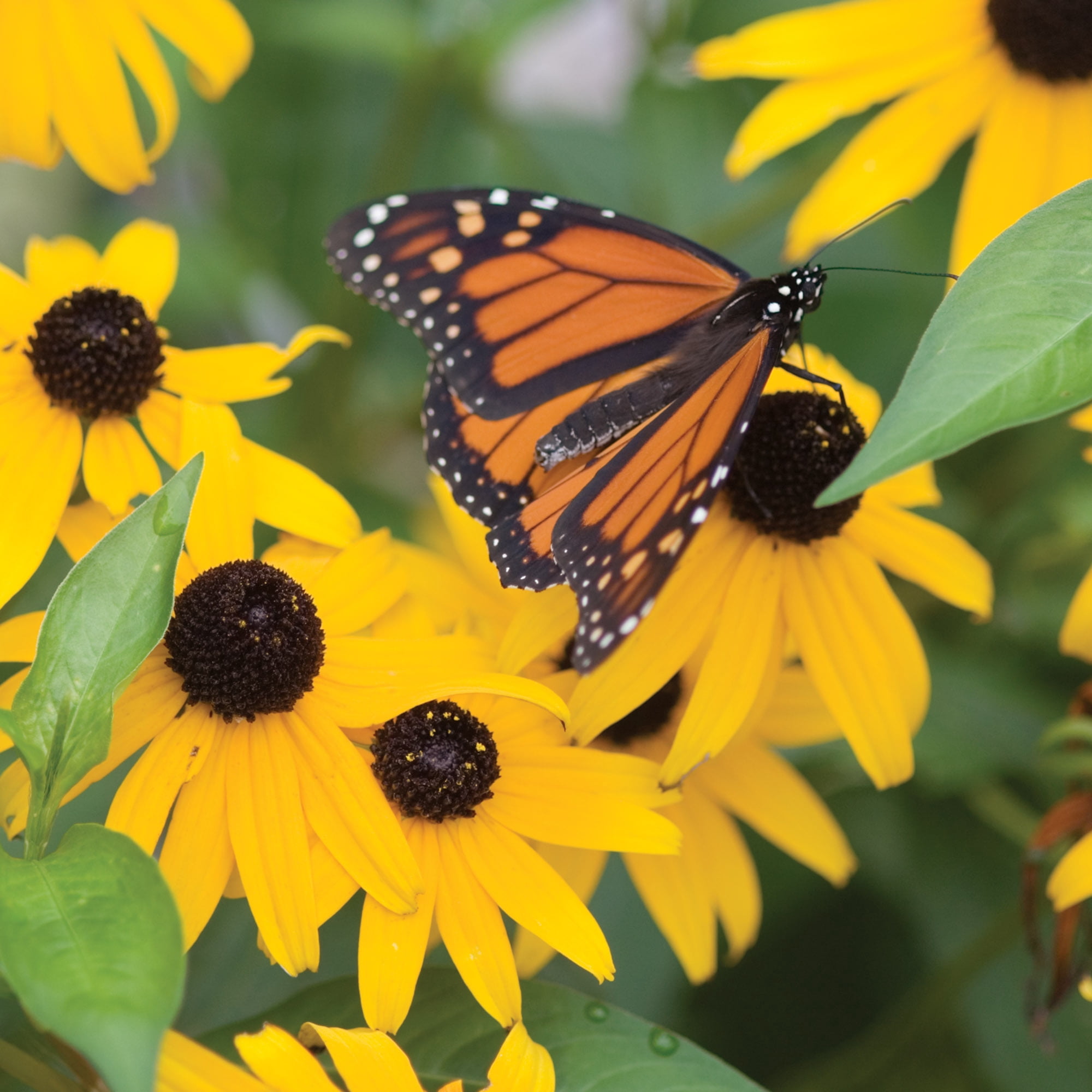 Burpee Goldsturm Rudbeckia Flower Seed, 1-Pack