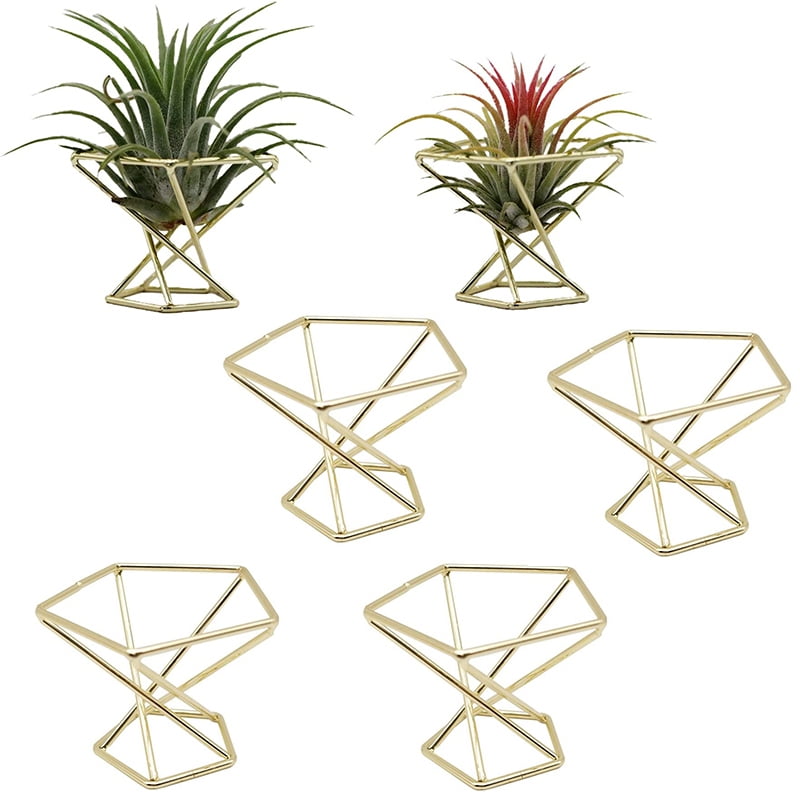 6pcs AIR PLANT FLOWER STAND CONTAINER HOLDER TABLETOP TILLANDSIA DISPLAY 