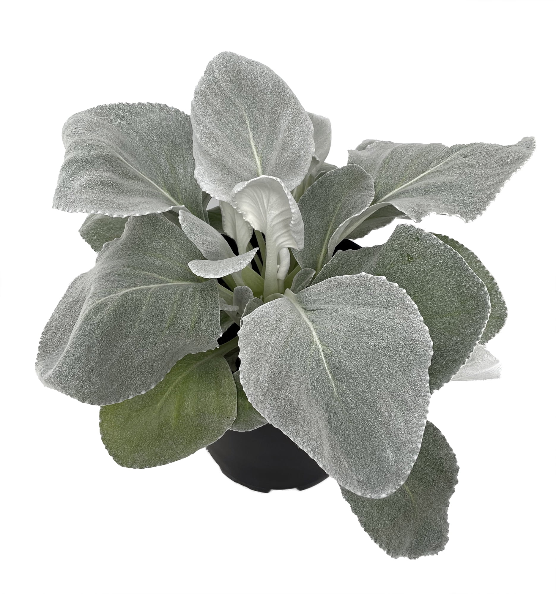 Angel Wings Succulent Plant Senecio candicans 7.5" Pot Angelic