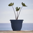 thumbnail image 2 of Bloem Ariana 12" Self-Watering Plastic Planter - Rolled Rim Indoor/Outdoor Garden Pot, Navy, 2 of 8