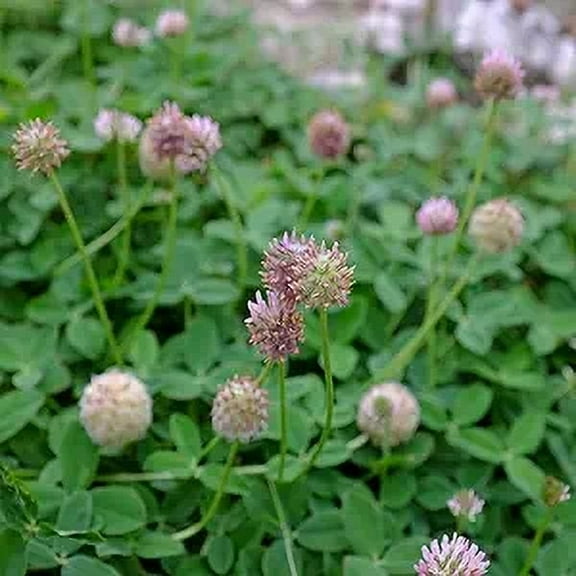 Outsidepride Strawberry Clover Plant Seeds, Drought Tolerance