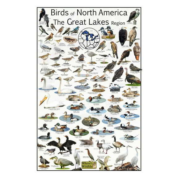 Birds of North America The Great Lakes Region - Shorebird and Waterfowl Bird Poster - Nature Science Chart (12" x 18")