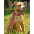 thumbnail image 2 of Reflective And Breathable Nylon Dog Collar, 2 of 4