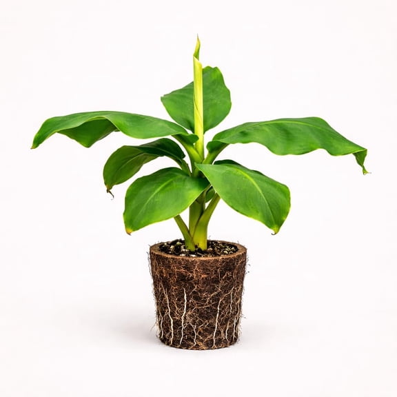 PLANT NOOK Truly Tiny Banana Live Plant Starter Plug 2-Pack | Mini Fruiting Banana for Patio Pots Balconies & Bright Indoor Spaces | Compact 2 to 4 ft | Full Sun to Part Shade
