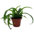 thumbnail image 3 of Green Bonnie Curly Spider Plant - Clean Air Plant - 2.5" Pot, 3 of 4