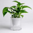 thumbnail image 5 of Jade Pothos Plant, Houseplants for Zones 10 - 12, Jade Pothos Live Plant, 3 - 5 Inches Tall, 5 of 5