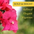 thumbnail image 4 of 6 Torch Glow Bougainvillea | Live Plants in 2.5-inch Nursery Cubes | “Bougainvillea Spectabilis” Variety | Woody Evergreen Vines and Shrubs | Vibrant Pink Blooms for Home and Garden Landscaping, 4 of 5