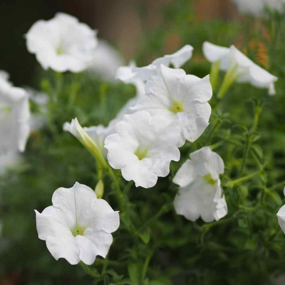 Outsidepride Petunia Grandiflora White - 500 Seeds