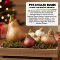 thumbnail image 4 of Indoor Pre-Chilled Doubkle Daffodil Bulbs for Forcing Indoors - Grow in Water or Dirt Indoors - Prechilled Indoor Bulbs - Bright Blooms During Cold Winter - Holiday Hostess Gift (5 Bulbs), 4 of 5