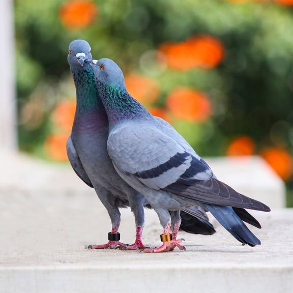 Milisten Pet Bird Pigeon Rings Aluminum Assorted Colors for Visual Id