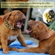 thumbnail image 3 of Collar de cuero para perros con púas doradas, para evitar que el perro sea atrapado por perros más grandes., 3 of 5
