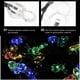 thumbnail image 4 of 1pc LED Solar-Powered Spider String Fantasma Festival Festival Lámpara de yarda Decoración de cadena, 4 of 5